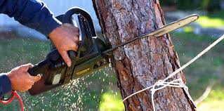 Best Tree Removal  in Leitchfield, KY