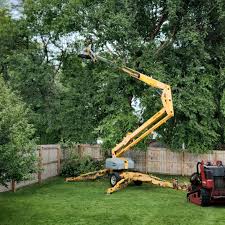 Best Root Management and Removal  in Leitchfield, KY