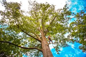 Best Hazardous Tree Removal  in Leitchfield, KY