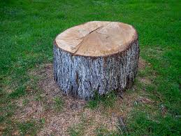 Best Tree Cabling and Bracing  in Leitchfield, KY