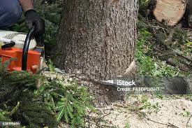 Best Commercial Tree Services  in Leitchfield, KY
