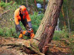 Best Aeration Services  in Leitchfield, KY