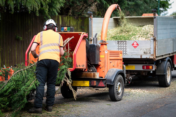 Best Tree Preservation Services  in Leitchfield, KY