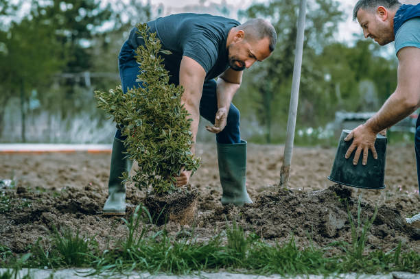 Best Lawn Renovation and Restoration  in Leitchfield, KY
