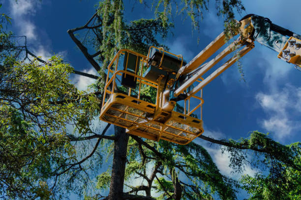 Best Hazardous Tree Removal  in Leitchfield, KY