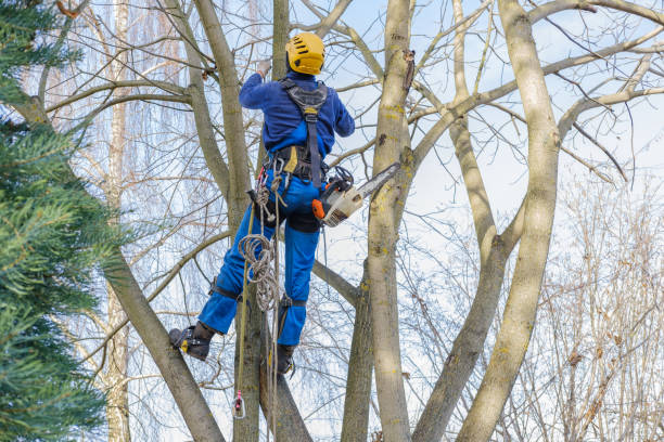 Best Organic Lawn Care Solutions  in Leitchfield, KY