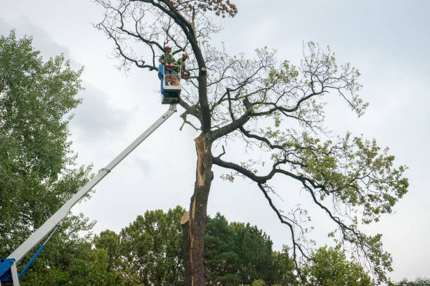 Best Arborist Consultation Services  in Leitchfield, KY