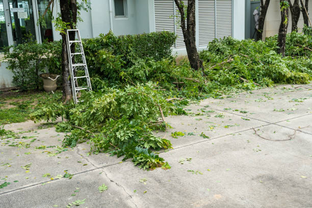 Best Tree Cabling and Bracing  in Leitchfield, KY