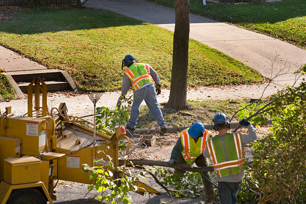 Best Lawn Renovation and Restoration  in Leitchfield, KY