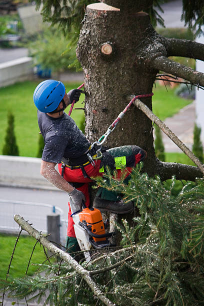How Our Tree Care Process Works  in  Leitchfield, KY