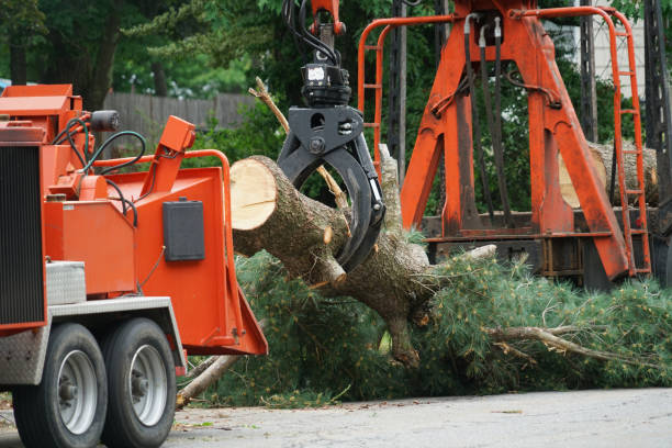 Best Fruit Tree Pruning  in Leitchfield, KY