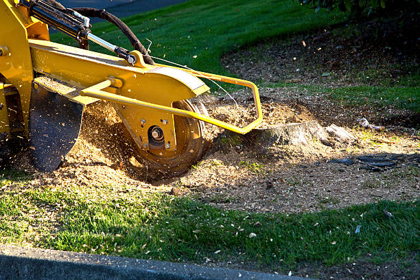 How Our Tree Care Process Works  in  Leitchfield, KY