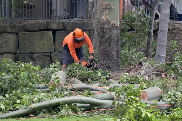 Best Root Management and Removal  in Leitchfield, KY