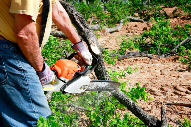 Reliable Leitchfield, KY Tree Services Solutions
